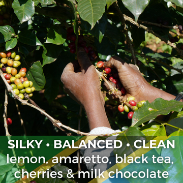 Tanzania Nyasi Furaha Peaberry